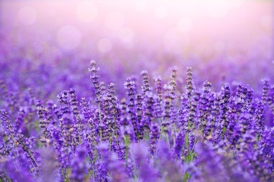 sunset over a violet lavender field in provence,hokkaido