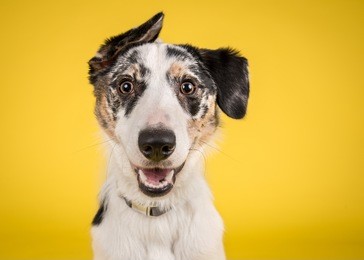 dog headshot on a yellow background