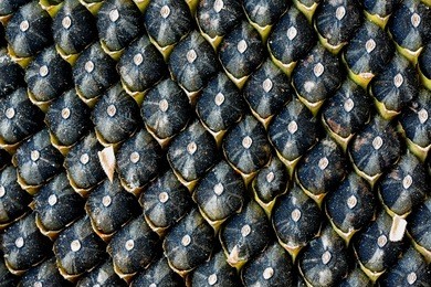 ripe seeds in sunflower. extreme close up. background