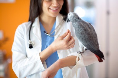 beautiful  young veterinarian feeding african gray parrot in vet clinic