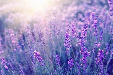 lavender bushes closeup on sunset. sunset gleam over purple flowers of lavender. bushes on the center of picture and sun light on the left. provence region of france.