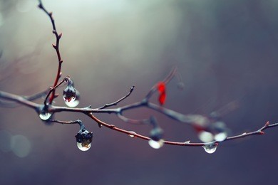 rain drops on a branch. shallow depth of field. violet background
