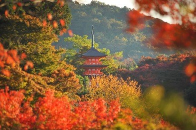 red pagoda  at kiyomizu-dera temple with colorful red leaves , kyoto, japan