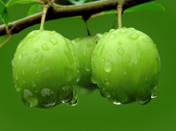green plums on a branch with raindrops