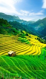rice fields on terraced of mu cang chai, yenbai, vietnam. rice fields prepare the harvest at northwest vietnam