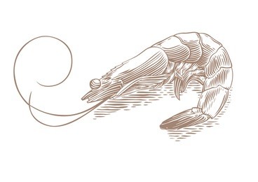 drawing of isolated shrimp on the white background