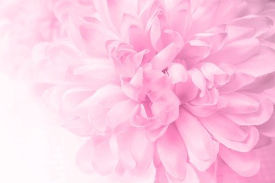 pink flowers in soft style for background