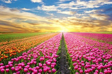 a magical landscape with sunrise over tulip field in the netherlands
