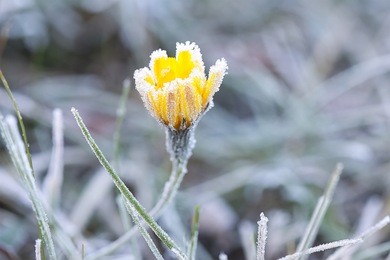 last flower in frost on a frosty day
