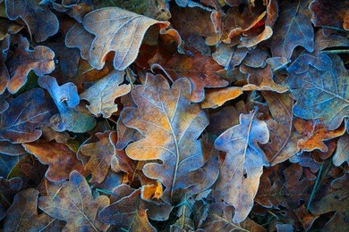 frozen oak leafs - abstract natural background