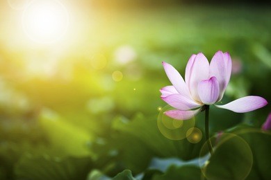 lotus flower and lotus flower plants