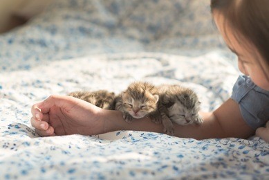 newborn american shorthair kitten sleeping on owner's arm