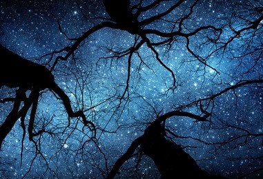 beautiful night sky, the milky way and the trees. elements of this image furnished by nasa.