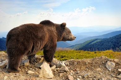 big brown bear (ursus arctos) in the mountain