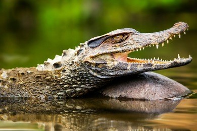 small caiman crocodile absorbing heat shot in the wild in amazonian basin in ecuador