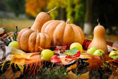 autumn thanksgiving still life with checkered plaid, pumpkins, apples and berries 