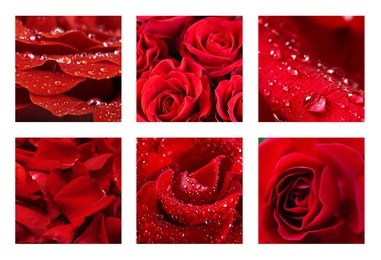 collage with beautiful red roses