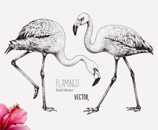 flamingo vector illustration. ink pen drawing. line art design, engraving style. hand drawn picture. isolated black figures. sketch artwork