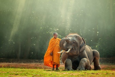 monk and baby elephant  