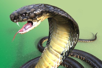 close-up of 3d king cobra the worlds longest venomous snake on