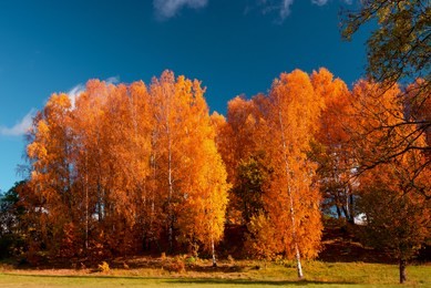 colorful birch trees. autumn landscape