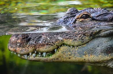 big brown and yellow amphibian prehistoric crocodile