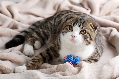 beautiful cat on the beige plaid