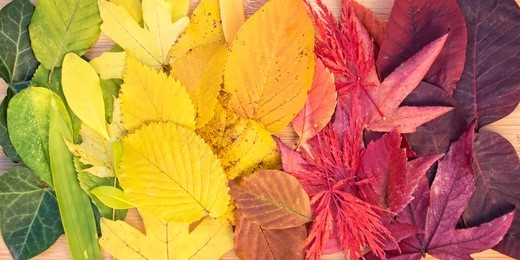 rainbow of colorful autumnal leaves, panorama
