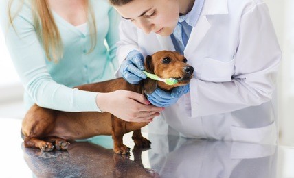 medicine, pet, animals, health care and people concept - woman with dachshund and veterinarian doctor brushing dog teeth with toothbrush at vet clinic