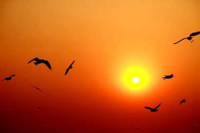 seagull & sunset on the sea , thailand