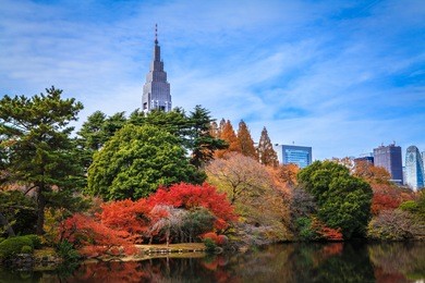 autumn leaves at shinjuku gyoen park with blue sky, shinjuku, tokyo.