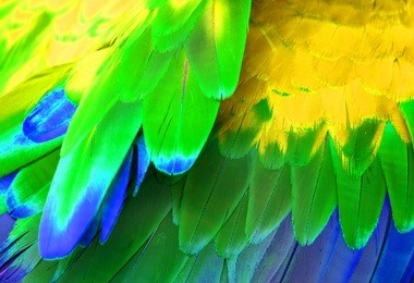 beautiful green-winged macaw (ara chloropterus) back feather
