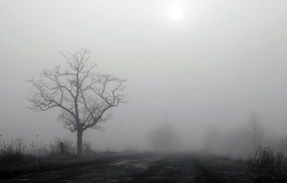 tree in fog