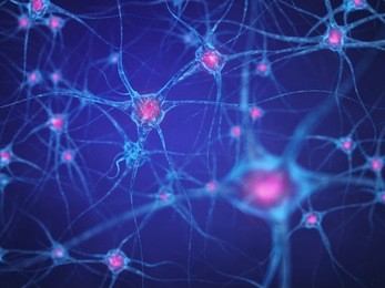 neural network , brain cells , human nervous system , neurons