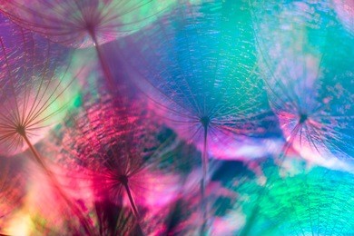 colorful pastel background - vivid color abstract dandelion flower - extreme closeup with soft focus, beautiful nature details, very shallow depth of field