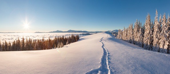 majestic winter landscape glowing by sunlight in the morning. clear blue sky. dramatic and picturesque wintry scene. location  carpathian, ukraine, europe. beauty world. 