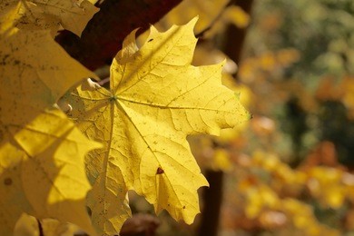 yellow leaf.