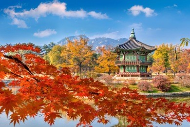 gyeongbokgung palace and soft focus of maple tree in autumn,korea.