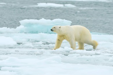 polar bear walking across arctic ice floe