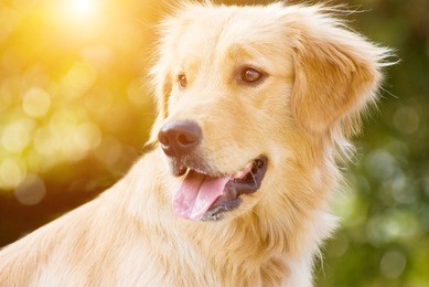 golden retriever stick its tongue out with back light and soft green background 