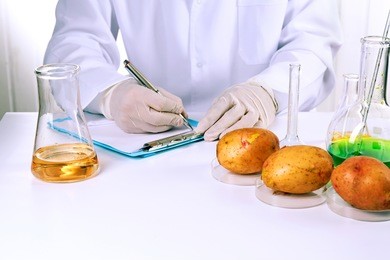 scientist examines potatoes in laboratory