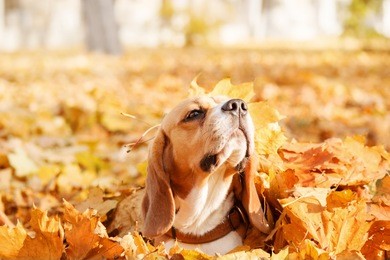 beagle dog on autumn leaves