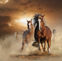 two wild chestnut horses running together in dust, front view
