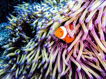 clownfish peaking out of an anemone. taken while diving at the great barrier reef, queensland, australia.