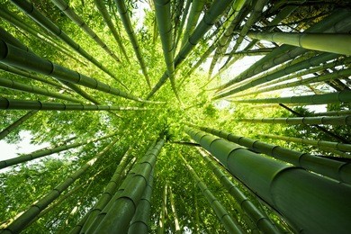 looking up at exotic lush green bamboo tree canopy