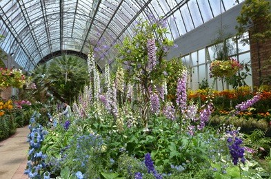 foxglove flowers blossom in greenhouse.