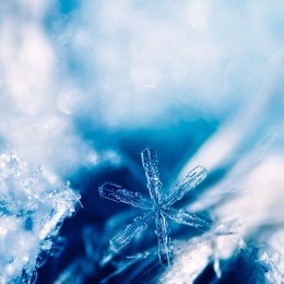 real snowflake macro - ultra shallow depth of field