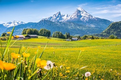idyllic landscape in the alps with fresh green meadows, blooming flowers, typical farmhouses and snowcapped mountain tops in the background, nationalpark berchtesgadener land, bavaria, germany