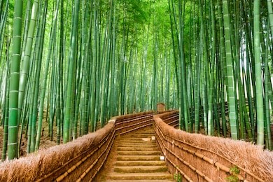 kyoto, japan at the bamboo forest.
