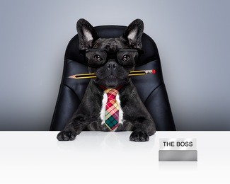 boss  french bulldog dog  on leather chair and desk as office worker